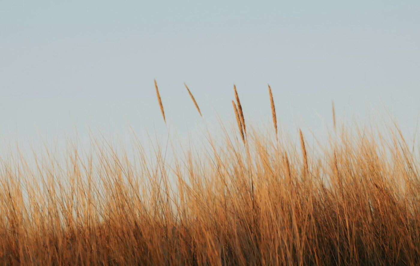 Campo de capim dourado sob céu azul em Brasília — inspiração para decoração de inverno