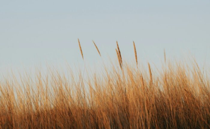 Campo de capim dourado sob céu azul em Brasília — inspiração para decoração de inverno