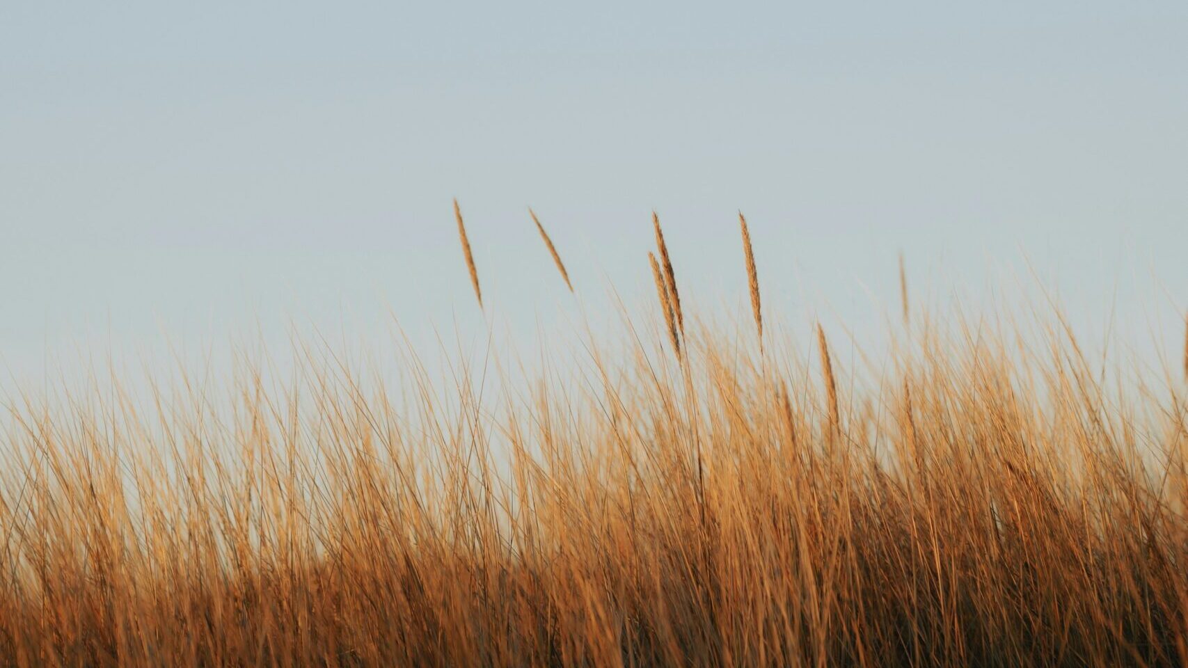 Campo de capim dourado sob céu azul em Brasília — inspiração para decoração de inverno
