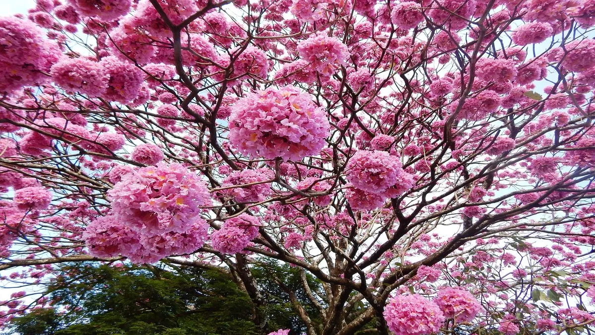 Ipê-roxo florido com galhos sem folha, símbolo da transição do outono em Brasília